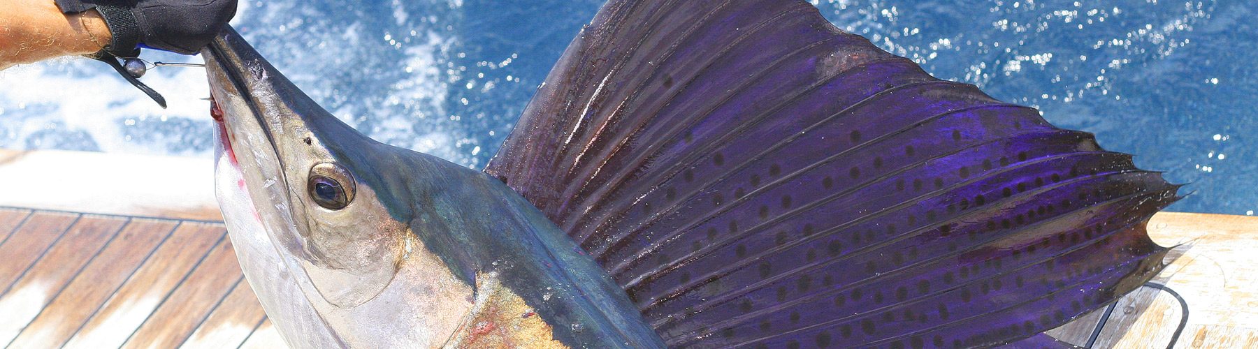 Gulfstream Fishing Charters