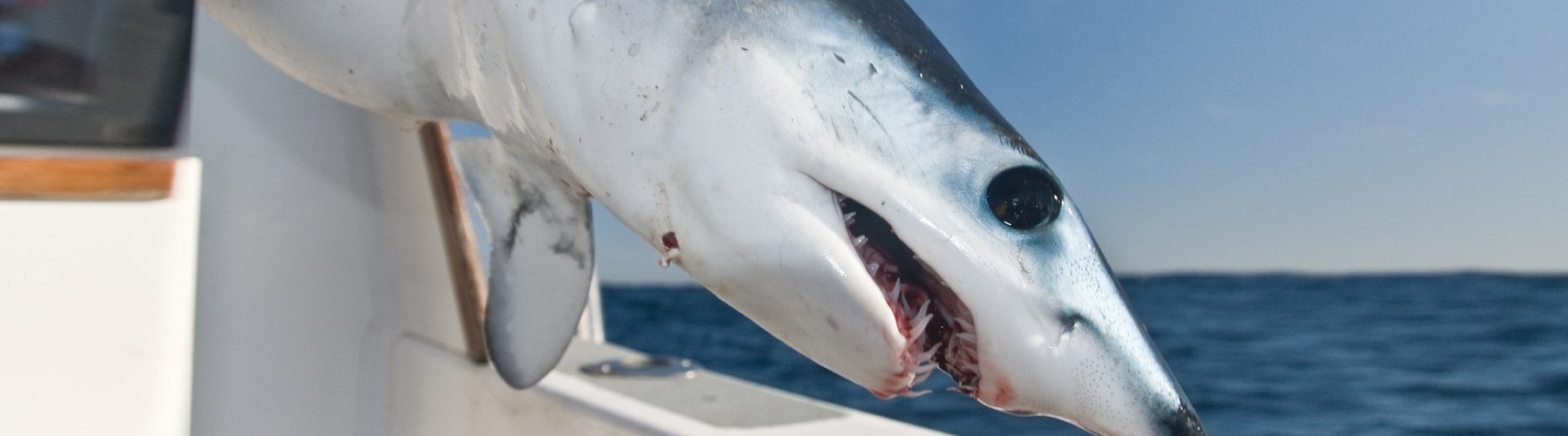 Shark Fishing Charters